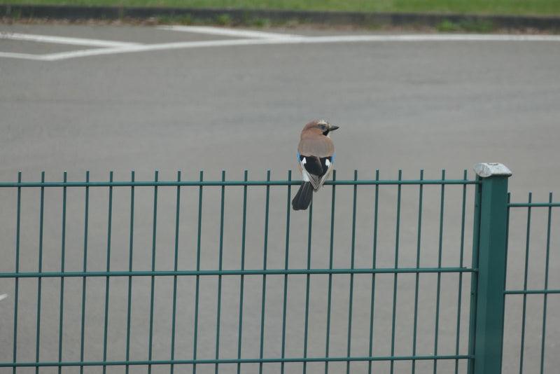 ghiandaia — Bild 1