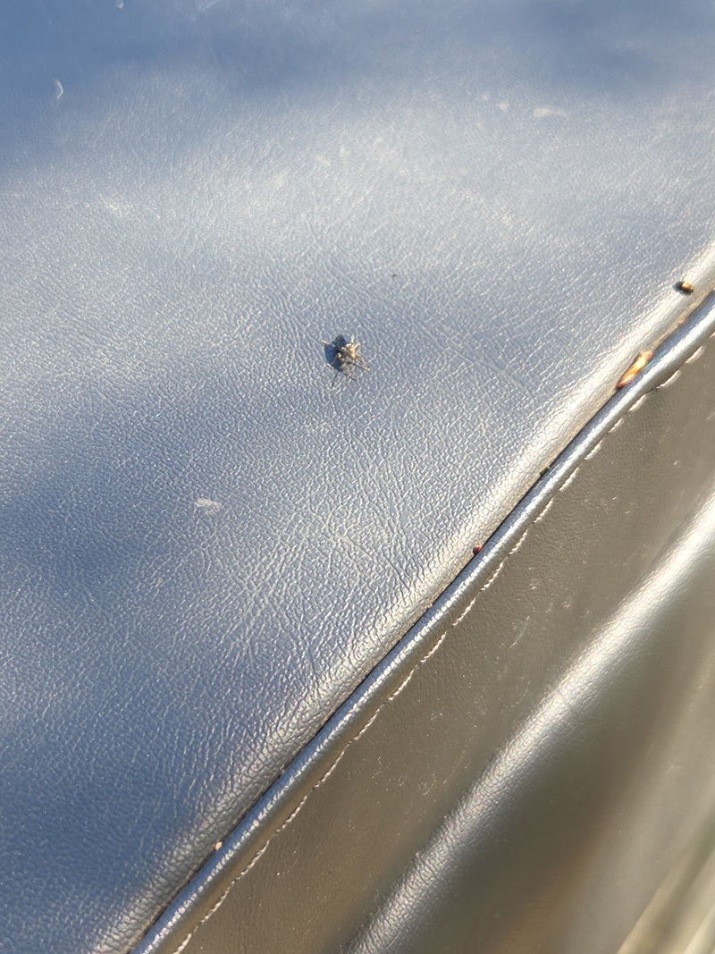 Cimice in quercia — Bild 2