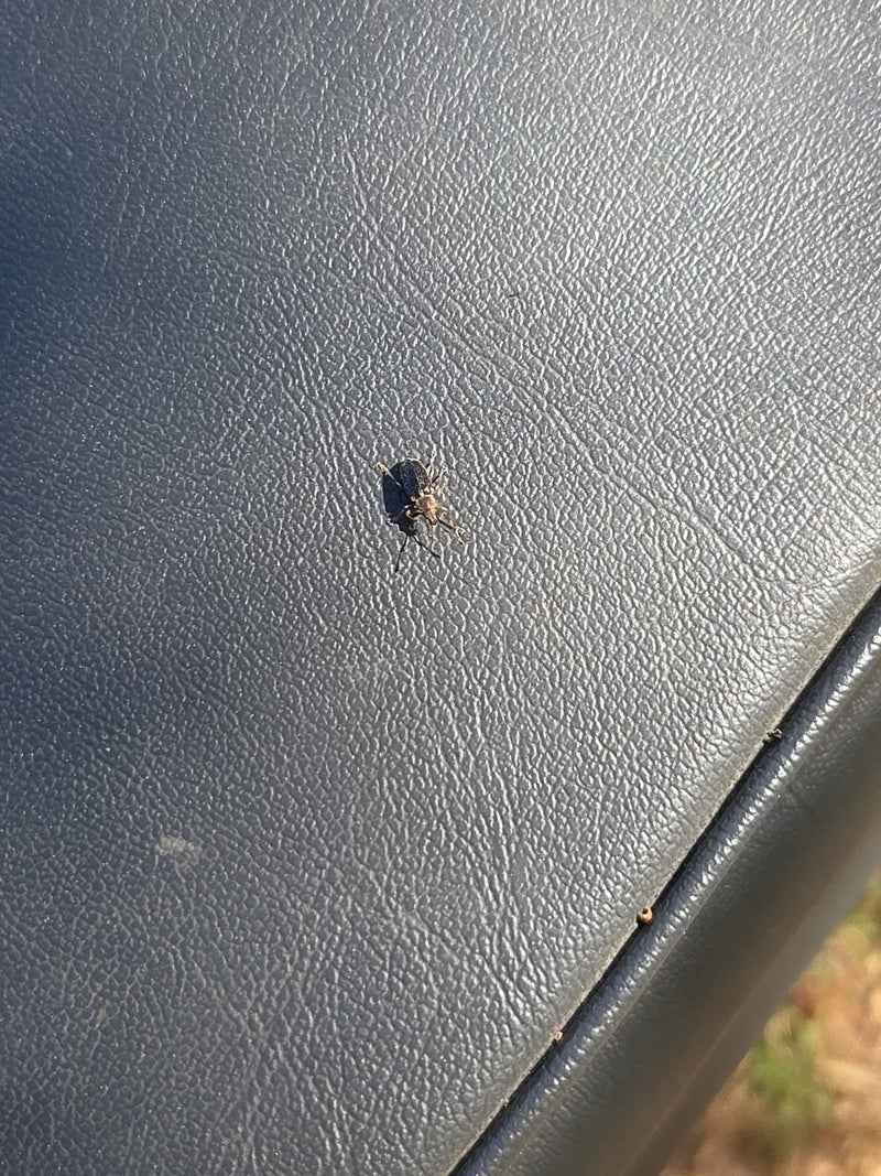 Cimice in quercia — Bild 1