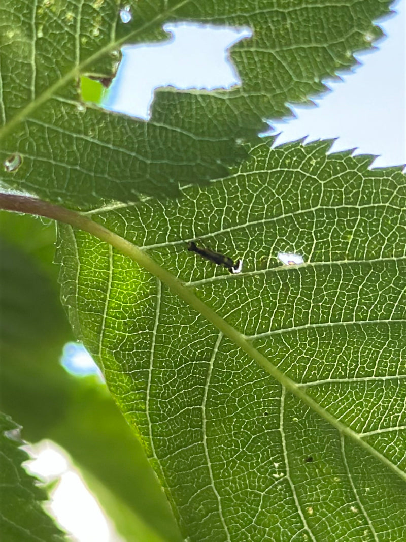 Un Tingide della quercia siede sulla pagina inferiore di una foglia verde. L'insetto è molto piccolo rispetto alla foglia.