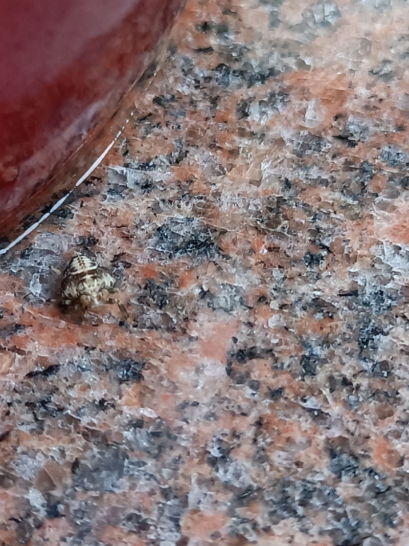 Una giovane tingide della quercia siede su una superficie di pietra modellata. Il piccolo insetto è chiaramente visibile.