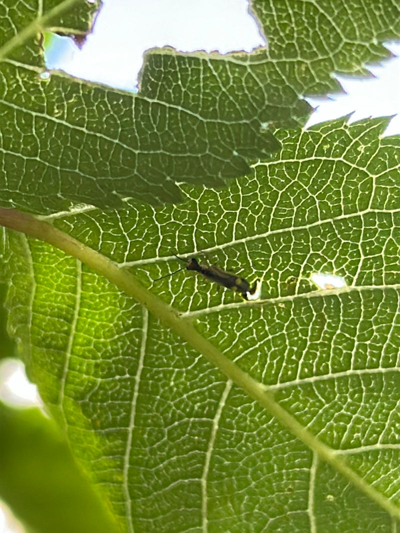 Cimice in quercia — foto 2 di 29