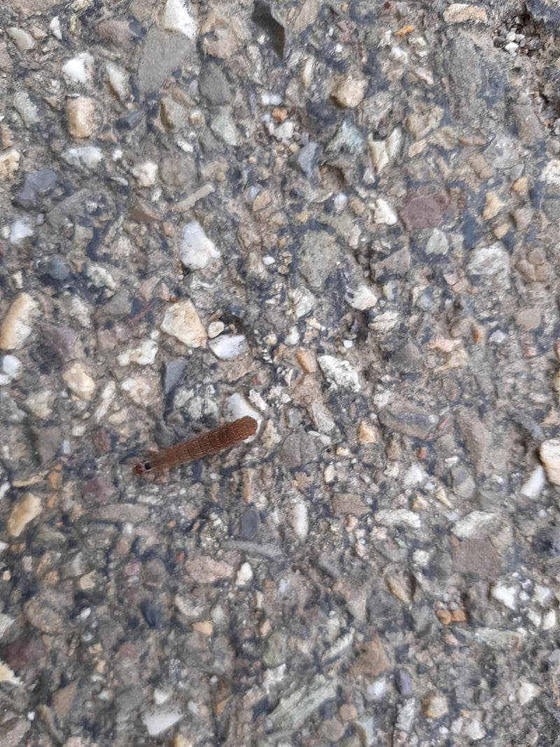 Processionaria della quercia — Bild 1