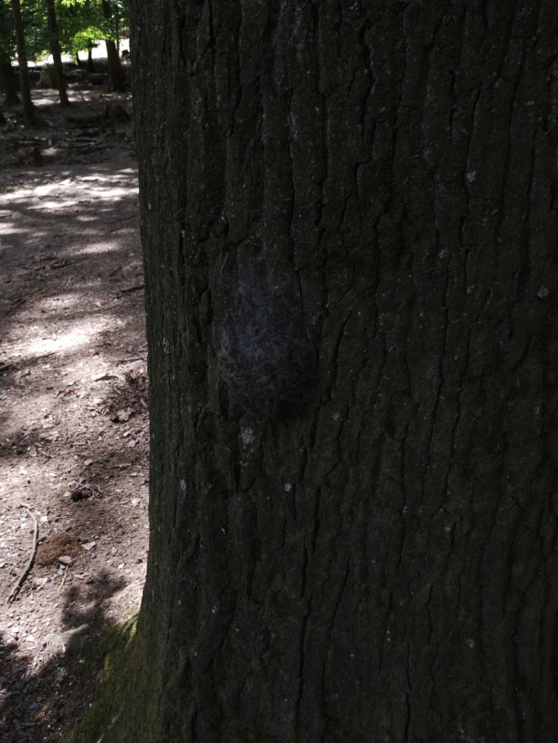 L'immagine mostra un nido grigio-argentato della processionaria della quercia sulla corteccia di un tronco d'albero scuro. Numerosi bruchi sono strettamente ...