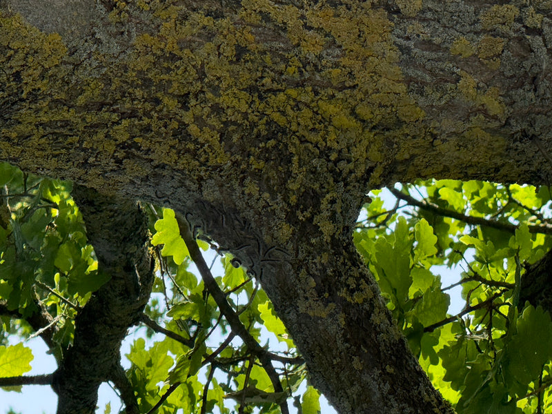 Diverse bruchi della processionaria della quercia sono riuniti sulla scorza rugosa di un tronco d'albero. Sfondo con foglie verdi di quercia e cielo chiaro.