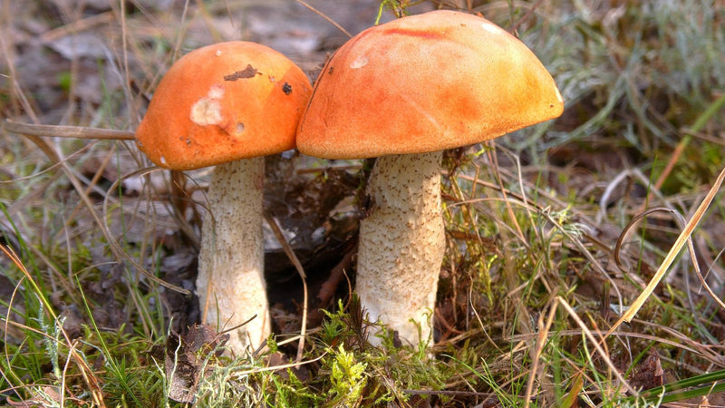 Due corpi fruttiferi di leccino con cappelli arancione brillante e gambi squamosi biancastri crescono fianco a fianco sul terreno boschivo.