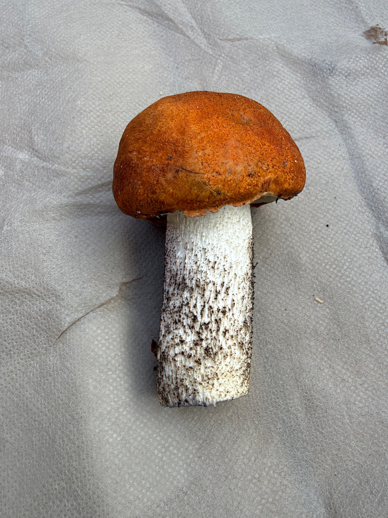 Un carpoforo raccolto di leccino con cappello arancione poggia su una superficie chiara.