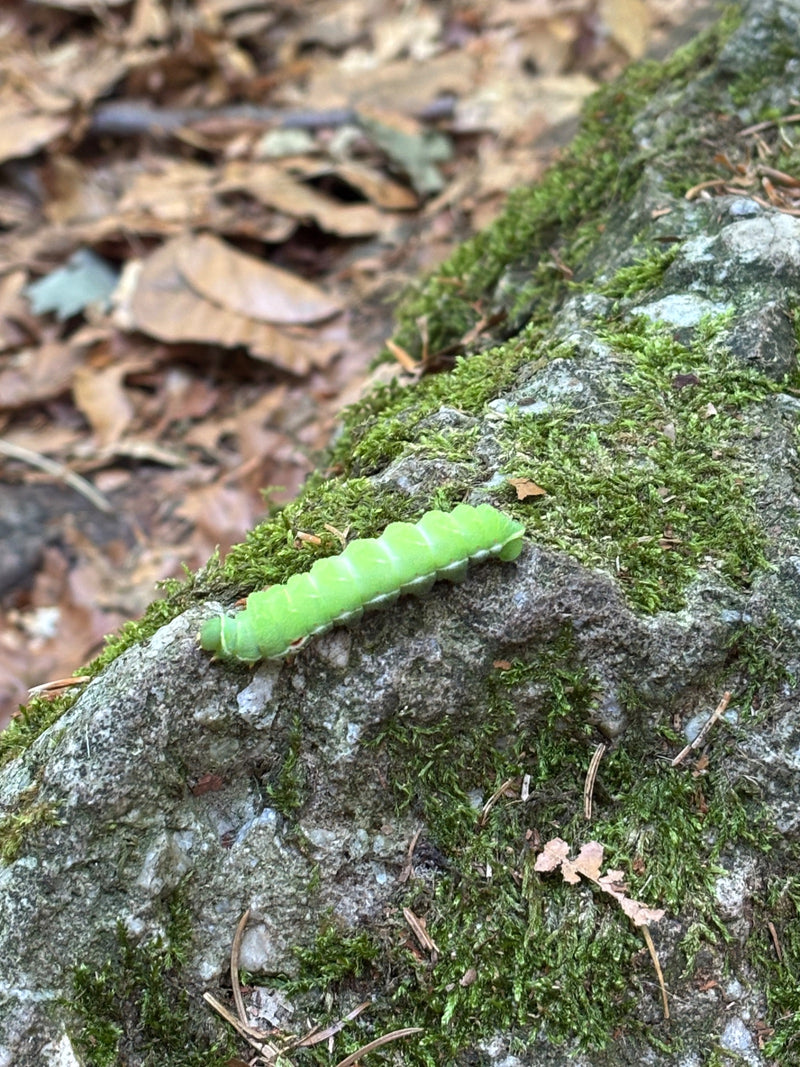 Gufo Argento Quercia — foto 4 di 6