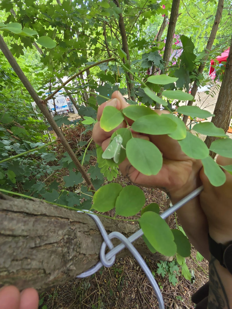 Gufo Argento Quercia — Bild 2