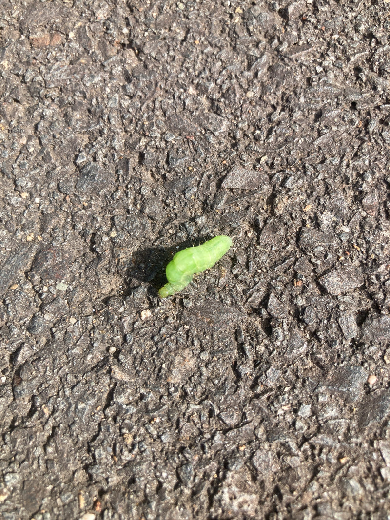Un bruco verde di Pseudoips prasinana striscia sull'asfalto rugoso.