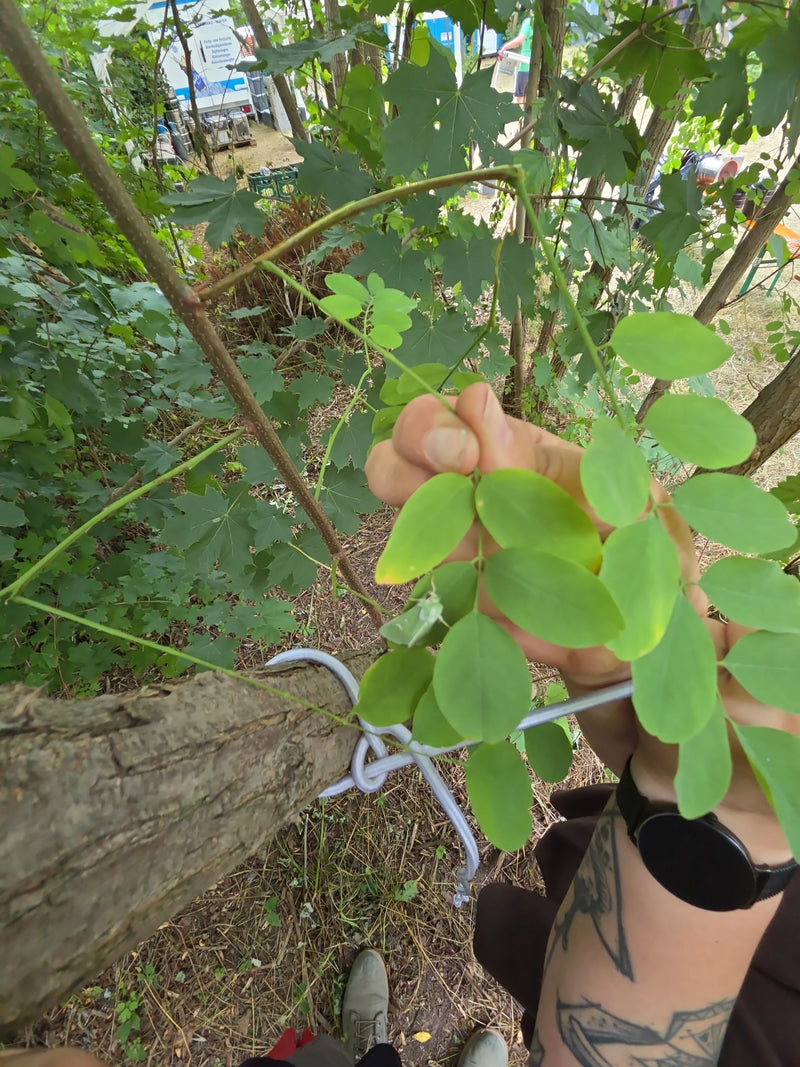 Gufo Argento Quercia — Bild 1