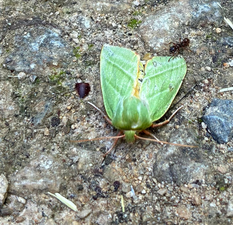 Gufo Argento Quercia — foto 3 di 6