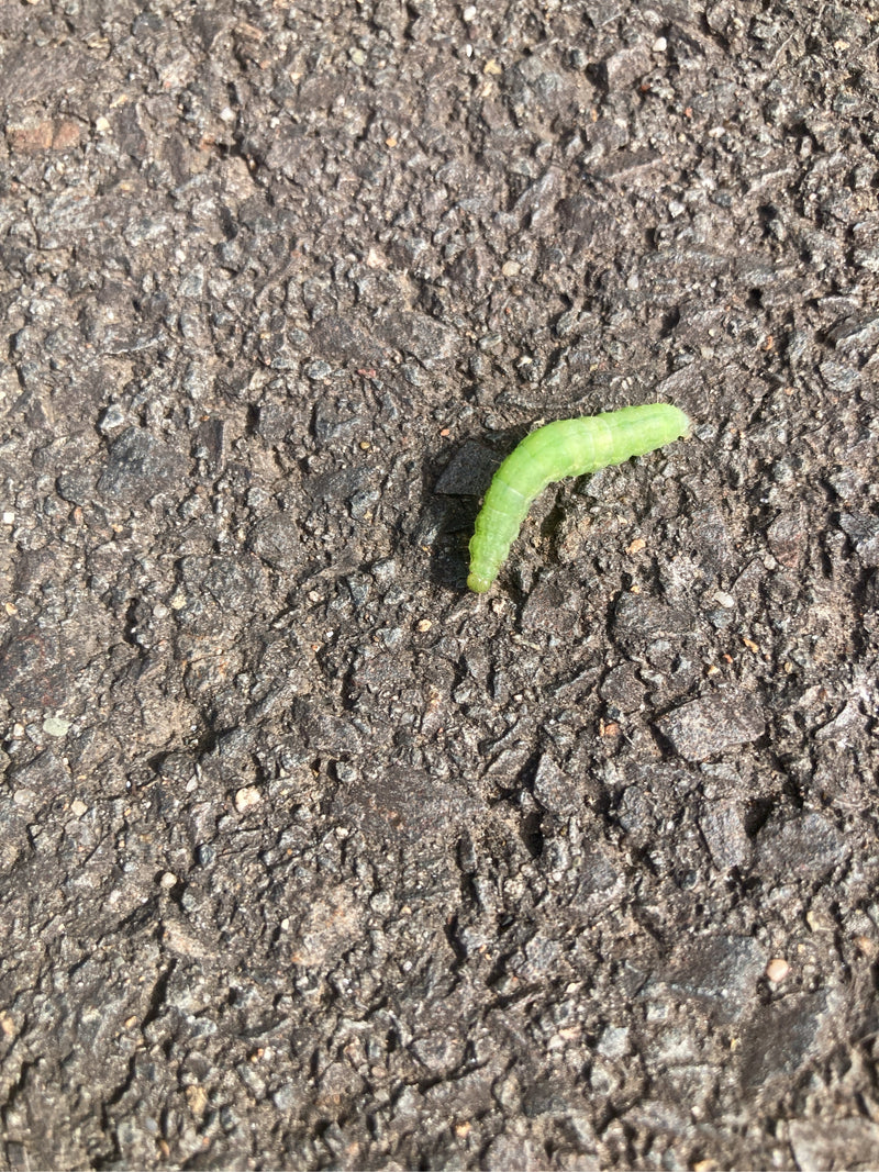Un bruco verde brillante della nottua verde si muove su una superficie di asfalto scura e ruvida.