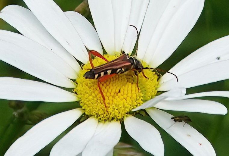 Un cerambice delle querie siede sul centro giallo di un fiore di margherita bianca. L'insetto mostra chiaramente il suo caratteristico disegno nero e giallo ...