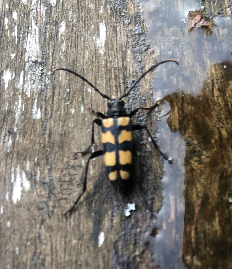 La foto mostra un Plagionotus arcuatus appoggiato su una superficie di legno umida. Le sue caratteristiche marcature nere e gialle sono chiaramente visibili.