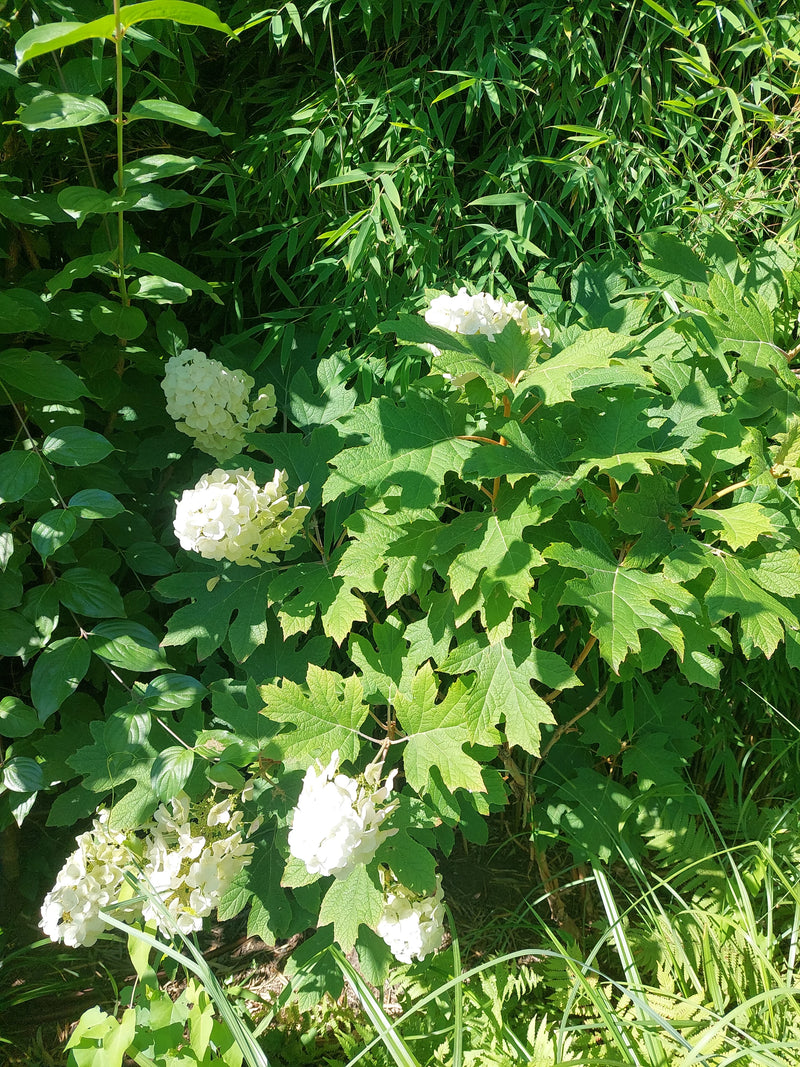 Ortensia a foglia di quercia — Bild 1