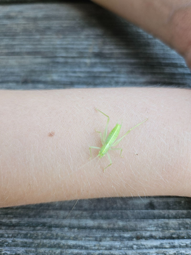 Locusta della quercia — Bild 3