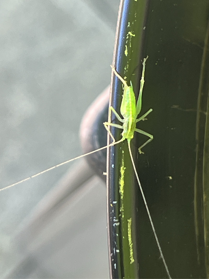 Locusta della quercia — Bild 2