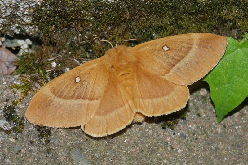Falena della quercia — Bild 1