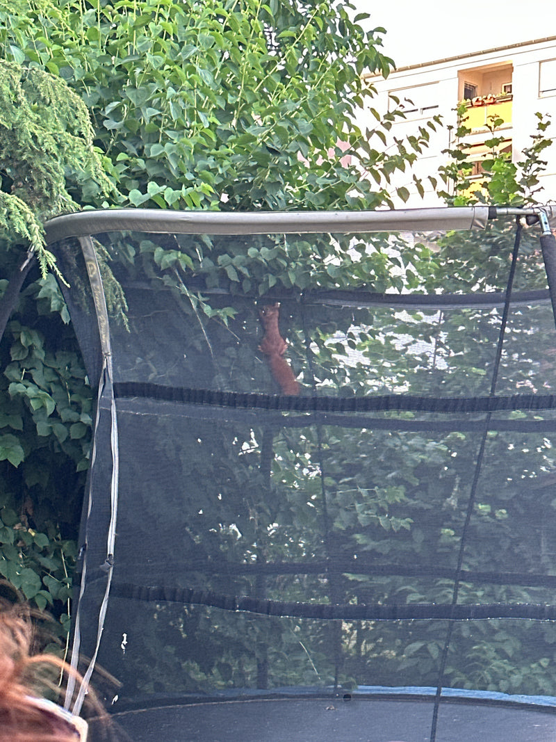 Uno scoiattolo rosso europeo si arrampica nella vegetazione fitta dietro la rete di un trampolino. L'animale è parzialmente nascosto dalla struttura.