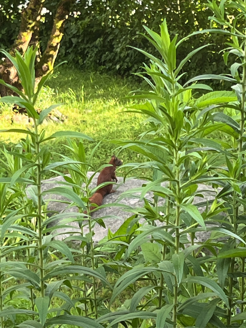 Un scoiattolo rosso è seduto attentamente su una pietra in un giardino, circondato da piante verdi.