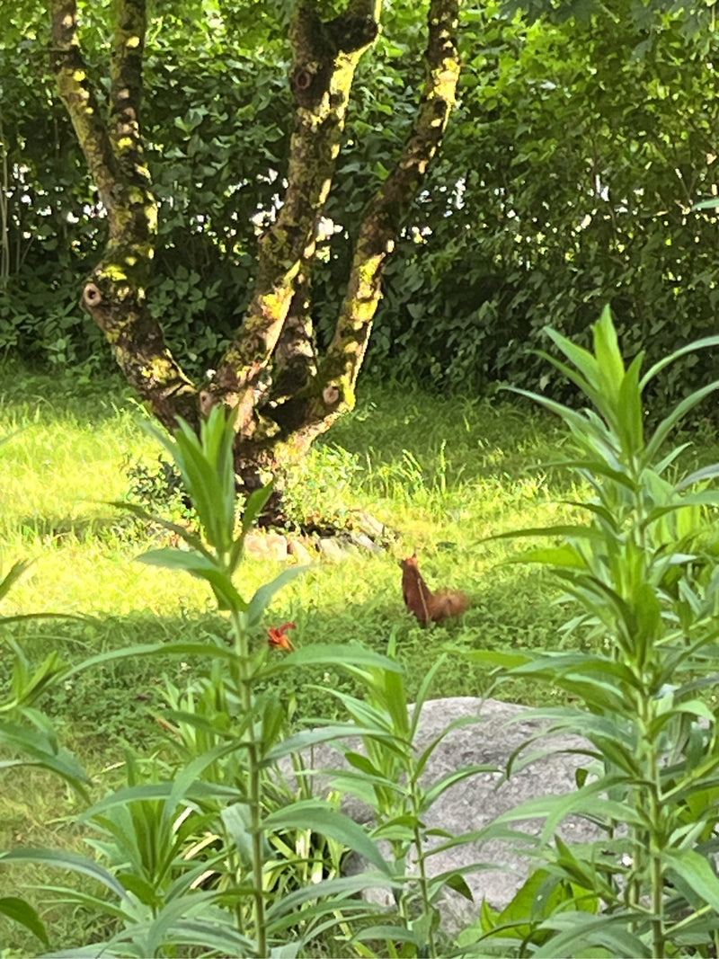 Uno scoiattolo rosso europeo è seduto su un prato verde davanti a un grande albero.