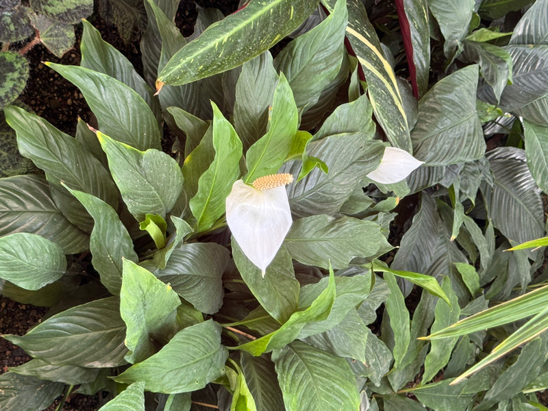 Una pianta di Spathiphyllum in fiore con foglie verde lucido e una caratteristica spata bianca con spadice.