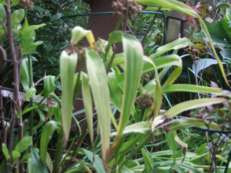 Einfacher Igelkolben — foto 1 di 1