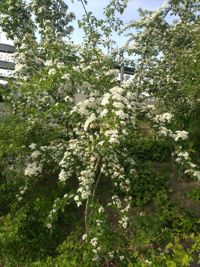 Biancospino — Bild 5