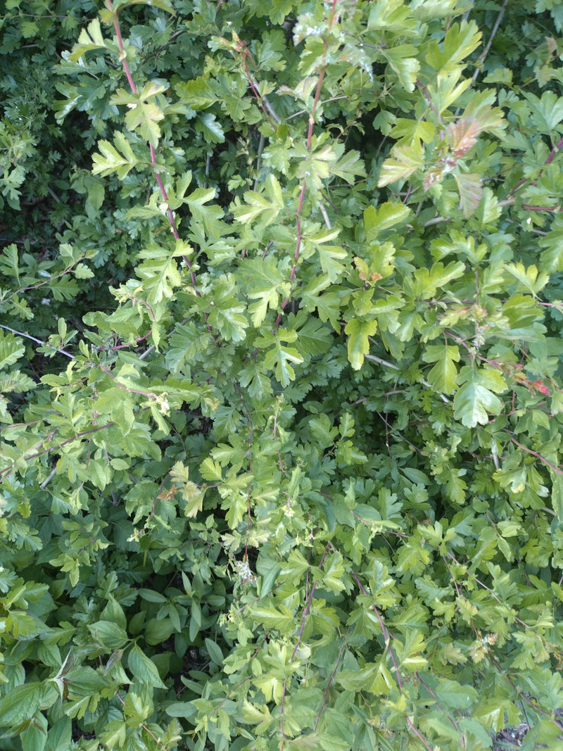 Biancospino — Bild 3