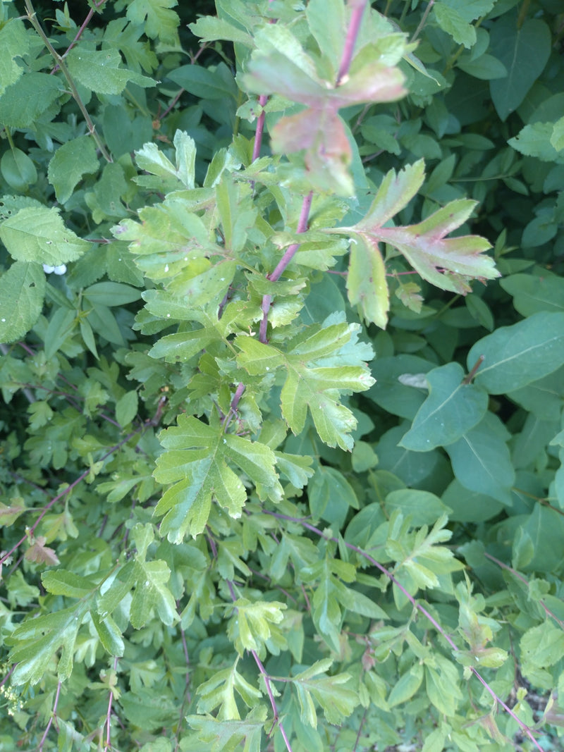 Biancospino — Bild 1