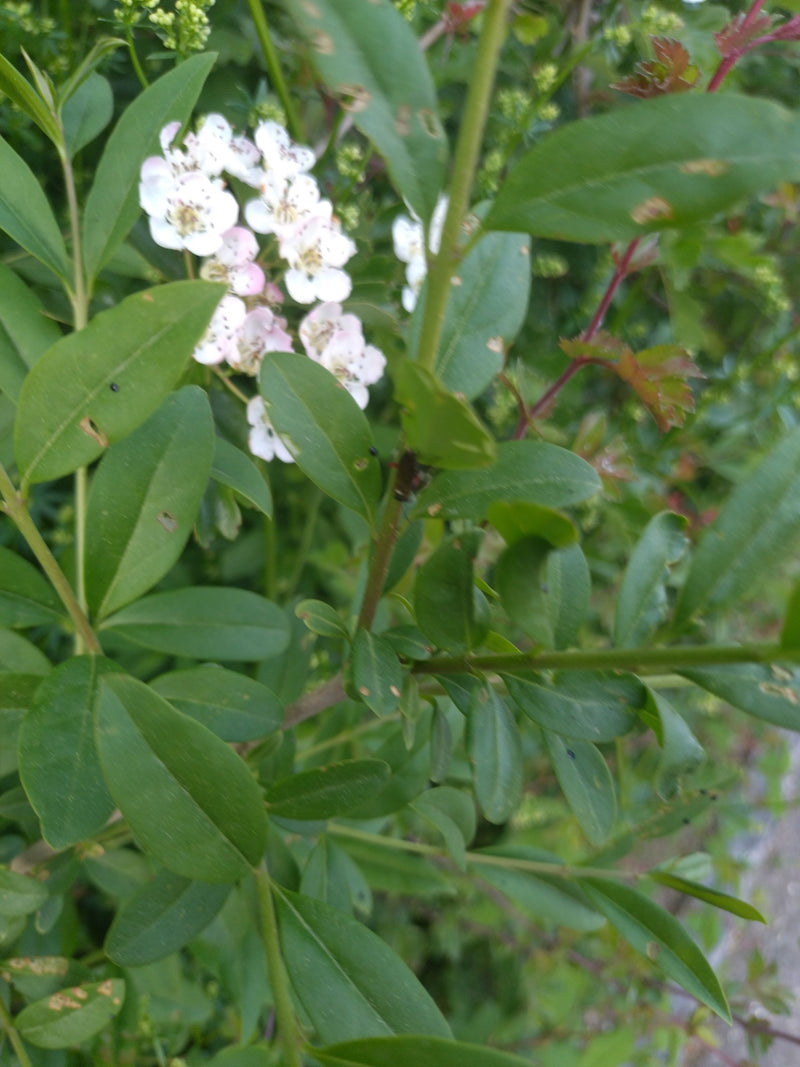 Biancospino — Bild 2