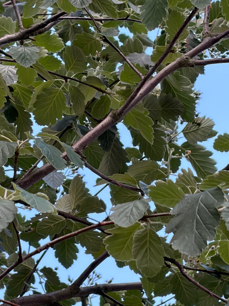 Si vede il ramo ramificato di un biancospino con foglie lobate caratteristiche, fotografato dal basso contro un cielo azzurro.