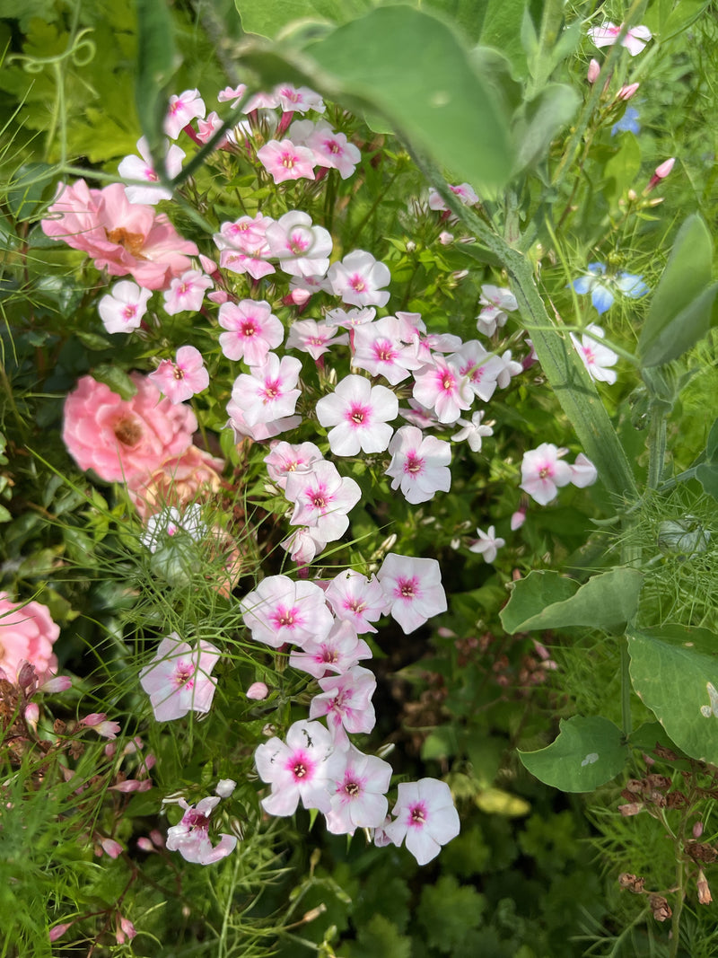 Flox annuale (phlox estivo) — Bild 1