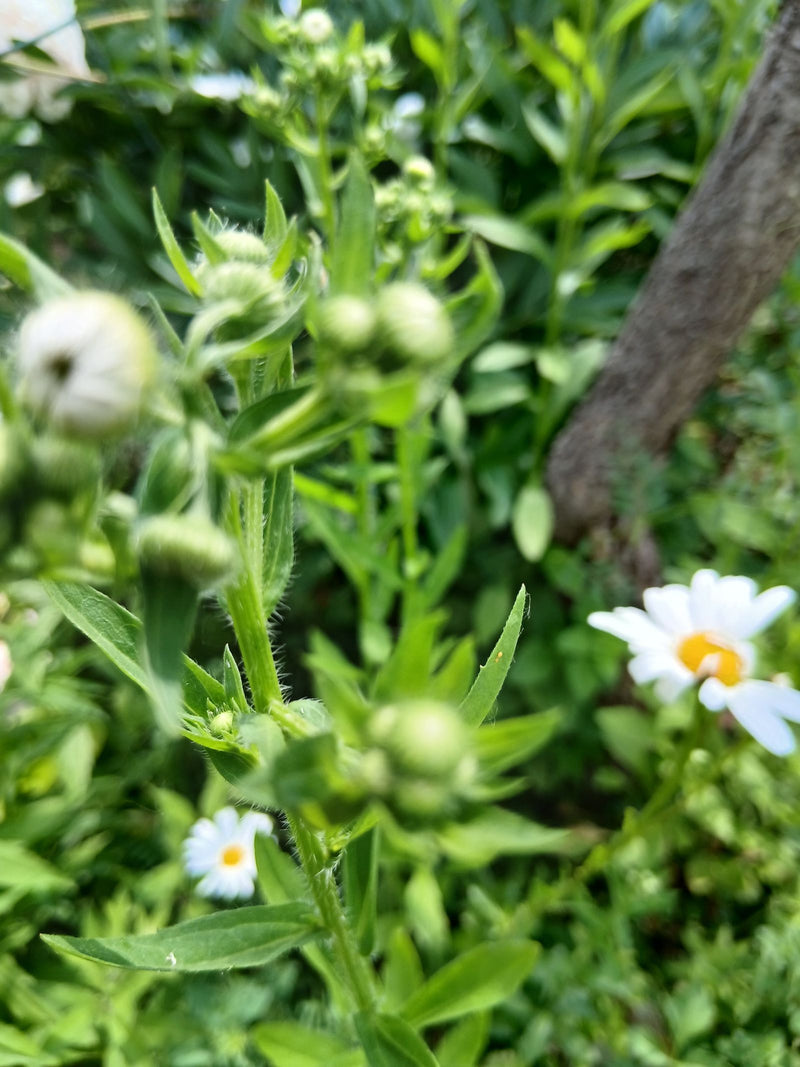 Abbastanza pulci — Bild 2