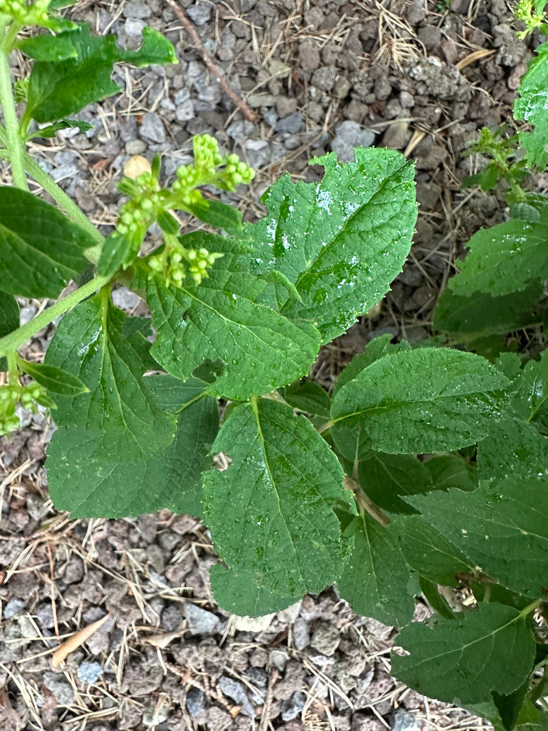 Si vede una pianta di mercuriale annua con foglie verdi dentate e piccole infiorescenze. Cresce su un terreno sassoso.