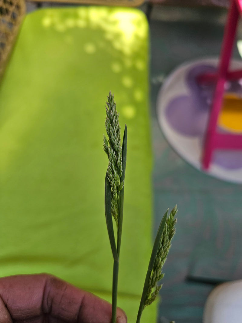 Bluegrass annuale — Bild 1