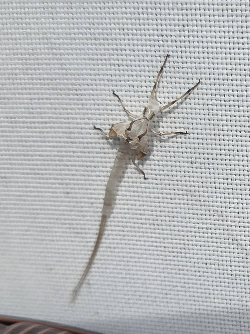 Mayfly — foto 1 di 3