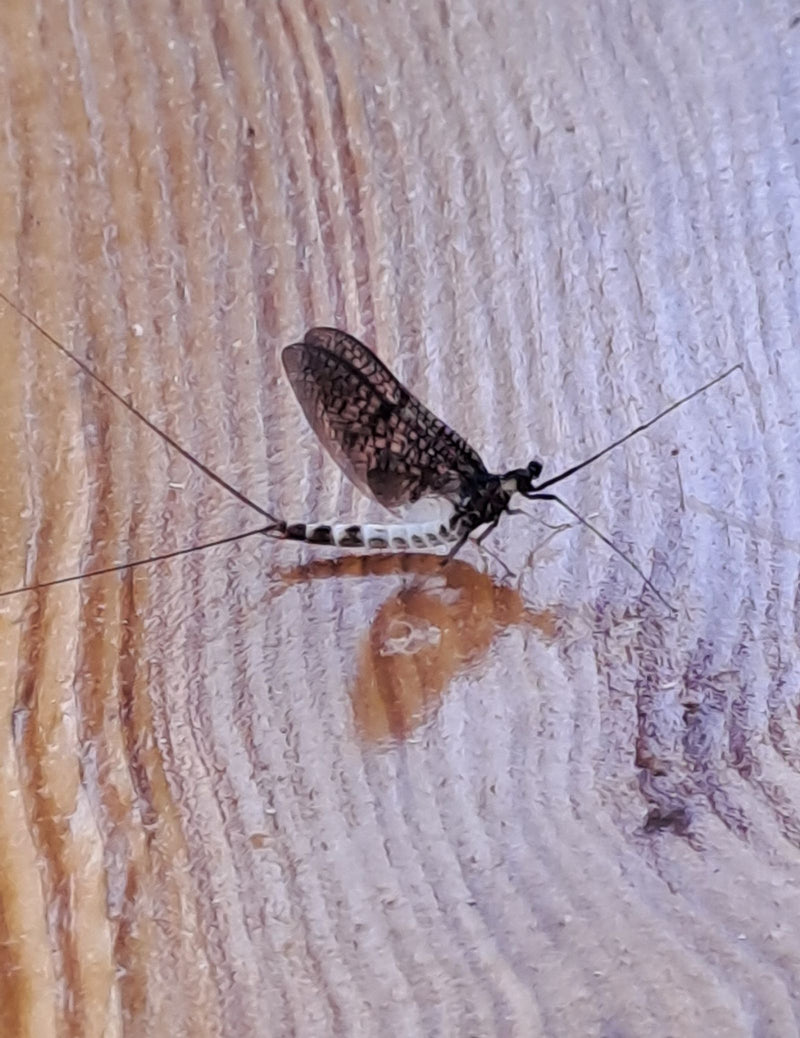 Mayfly — foto 2 di 3