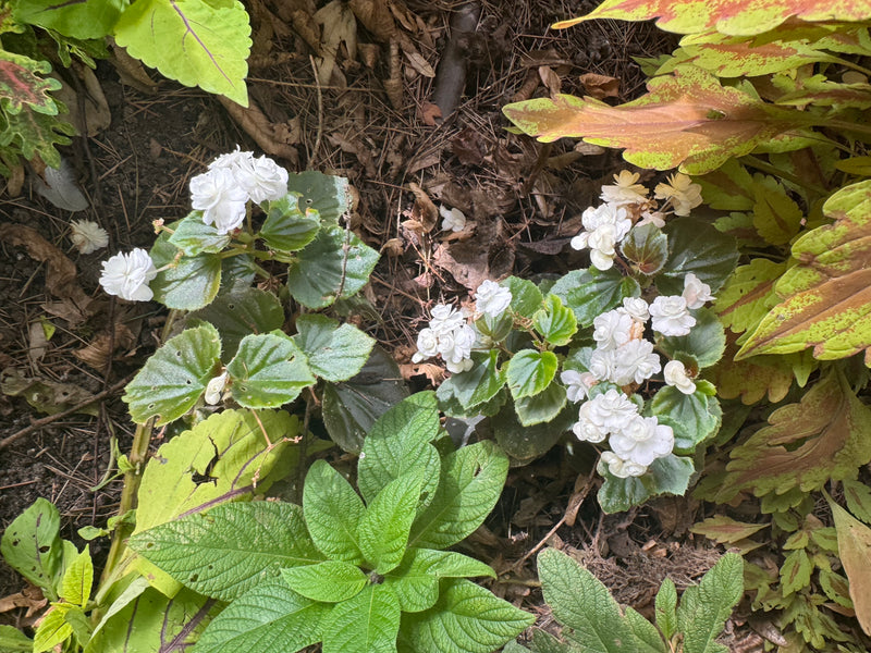 Una begonia semprefiorita in fiore con boccioli bianchi doppi cresce tra altre piante da giardino sul terreno.