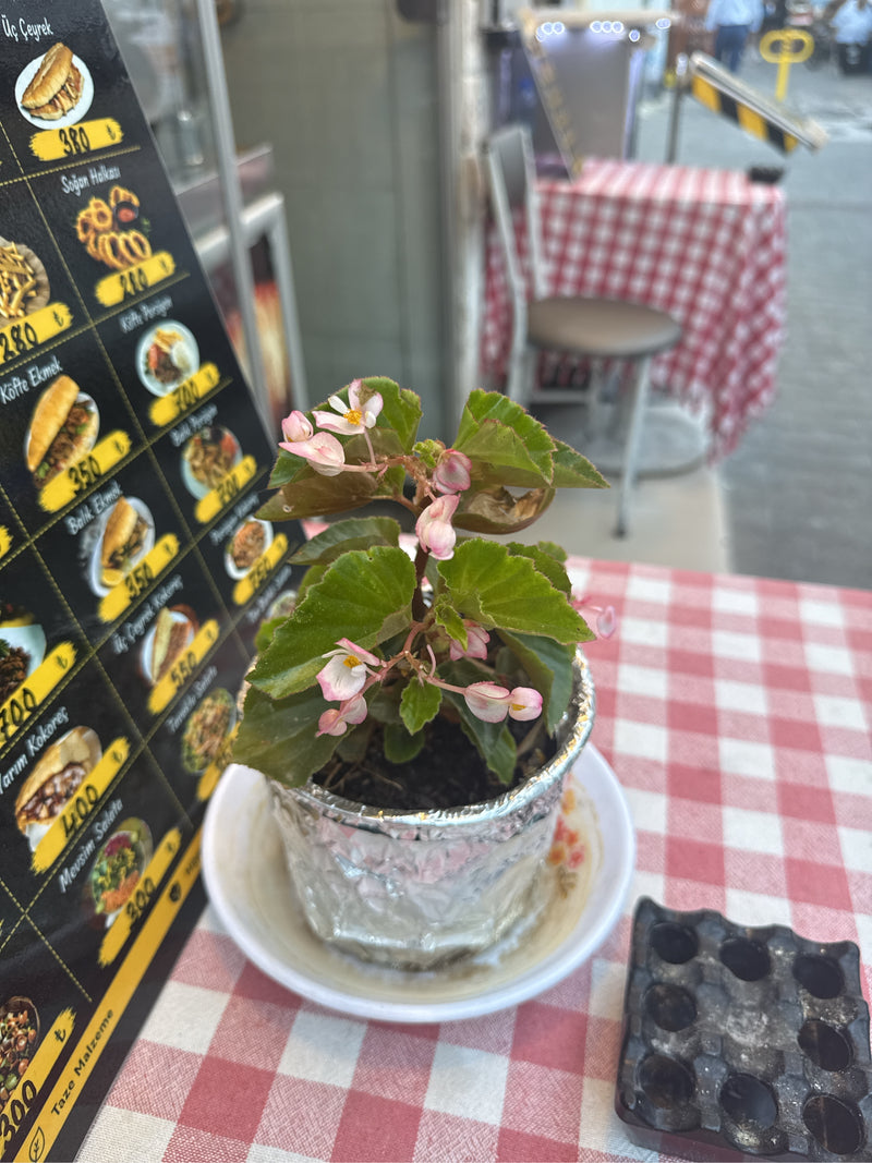 Begonia di ghiaccio — foto 3 di 5