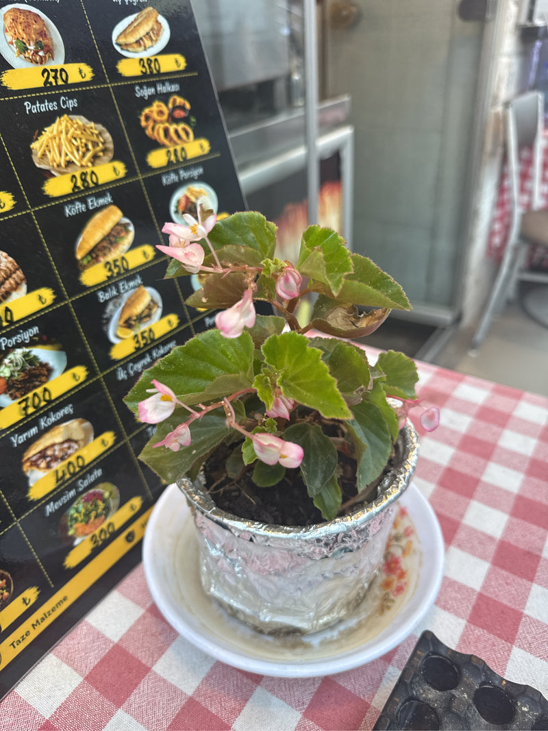 Begonia di ghiaccio — foto 2 di 5