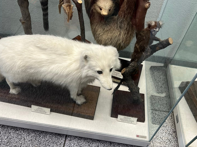 Eisfuchs — foto 1 di 1