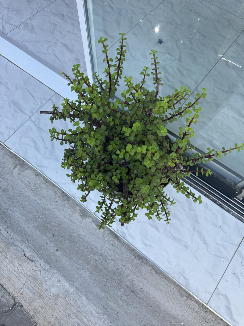 Albero dell'elefante — Bild 2