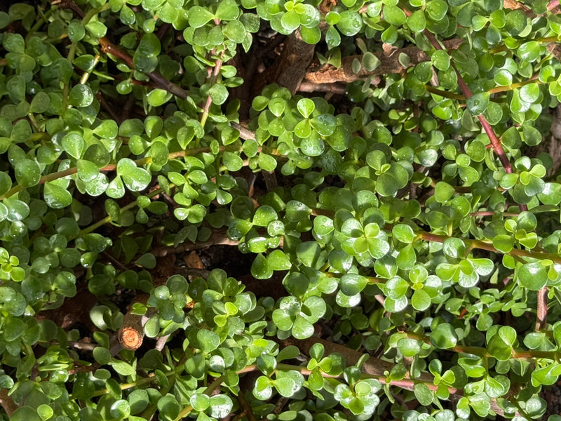 Rami fittamente ramificati di una Portulacaria afra con numerose piccole foglie verdi e carnose, visti dall'alto.