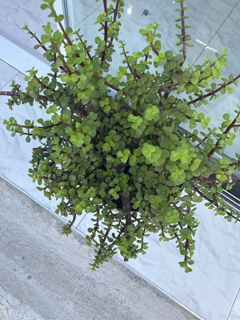 Albero dell'elefante — Bild 1