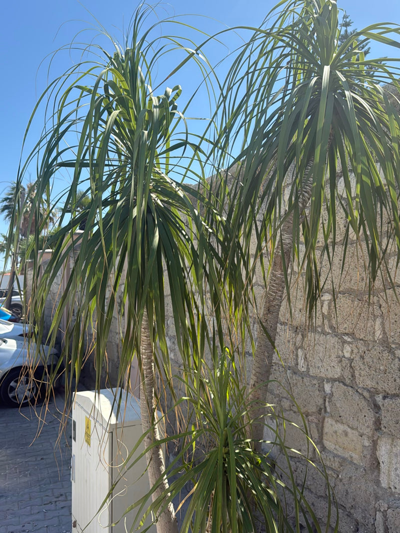 L'immagine mostra due piante di mangiafumo mature con lunghe foglie pendenti. Si trovano di fronte a una parete di pietra chiara in un ambiente urbano.
