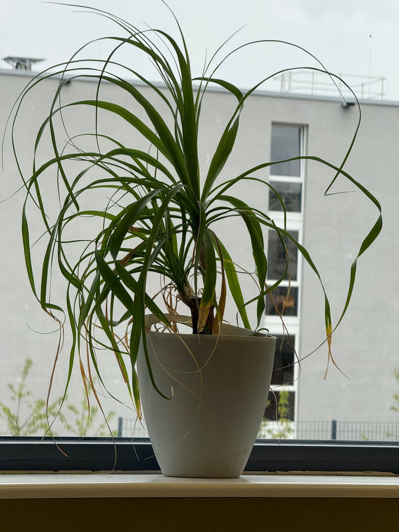 Si vede una pianta mangiafuoco in un vaso di fiori chiaro. La pianta si trova su un davanzale davanti a un muro.