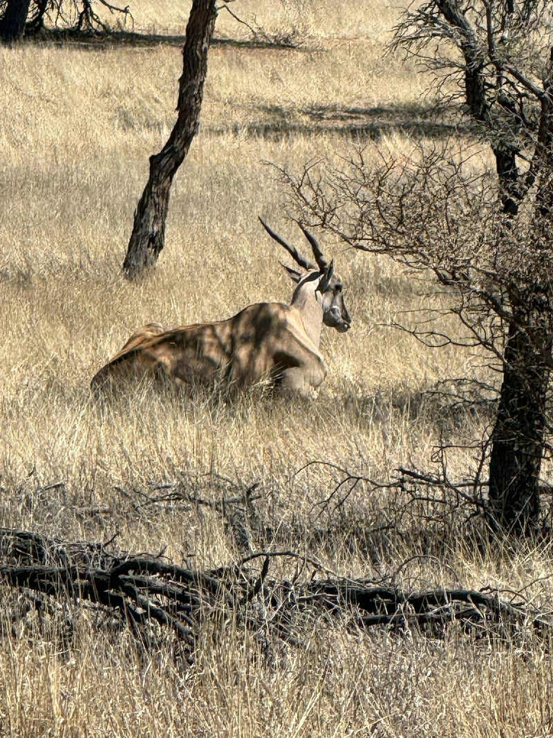 Elenantilope — foto 1 di 1