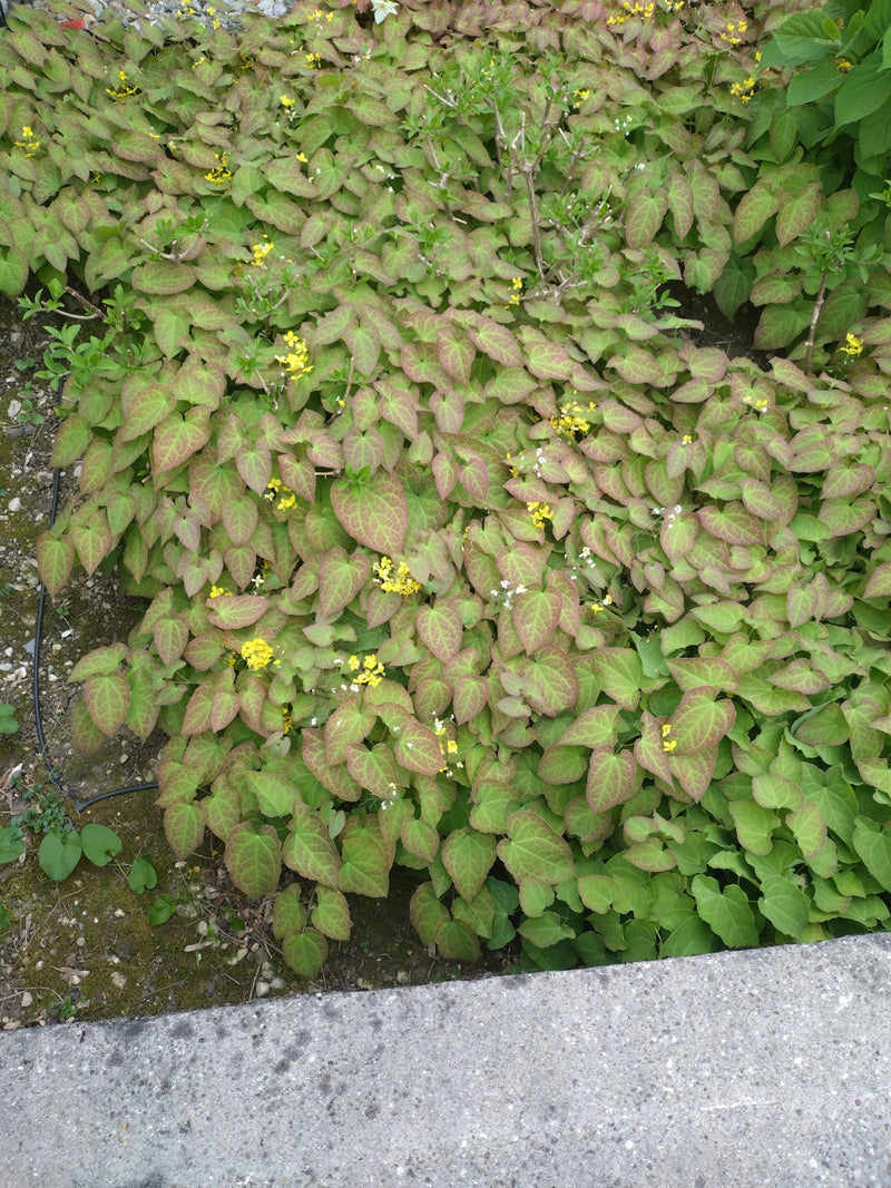 Elfenblume — Bild 3